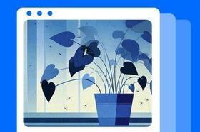 Мошки в комнатных цветах: как избавиться и предотвратить появление