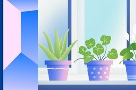 Самые полезные комнатные растения для дома и здоровья человека