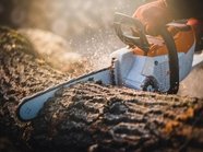 За срубленные на дачном участке деревья могут оштрафовать За срубленные на дачном участке деревья могут оштрафовать