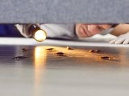 Женщина взыскала крупную компенсацию с соседей, которые развели тараканов Женщина взыскала крупную компенсацию с соседей, которые развели тараканов