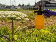 Принят закон, обязывающий дачников бороться с борщевиком