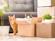 Для собак и кошек хотят установить норму жилплощади Для собак и кошек хотят установить норму жилплощади