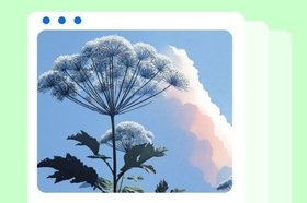 Борщевик: как выглядит, чем опасен и как с ним бороться