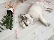 За что могут оштрафовать владельцев домашних животных, рассказали юристы За что могут оштрафовать владельцев домашних животных, рассказали юристы