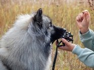 Каждый третий покупатель квартир в Москве интересуется инфраструктурой для собак