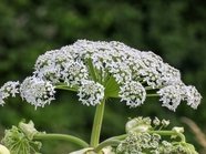 У частника впервые изъяли заражённую борщевиком землю