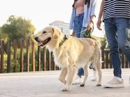 Владельцы животных оценили новый ГОСТ для собачьих площадок