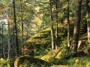 Госдума одобрила законопроект о застройке природоохранных зон