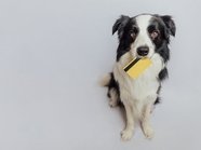 Жительница многоэтажки выплатит соседям компенсацию за ночной лай собак