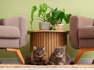 Суд разъяснит правила содержания котов в городской квартире