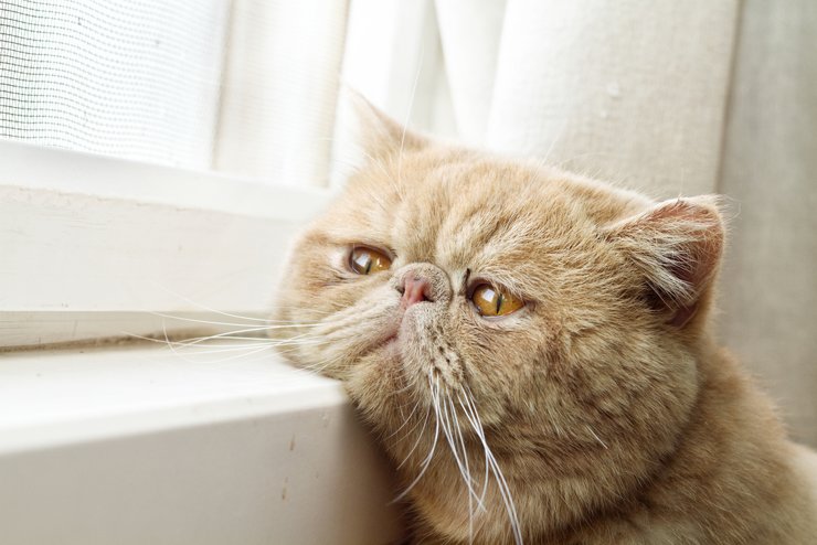 Жителям Тольятти запретили держать дома более двух кошек и собак
