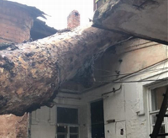 Ростовские коммунальщики и МЧС не стали спасать жильцов дома из-под рухнувшего дерева