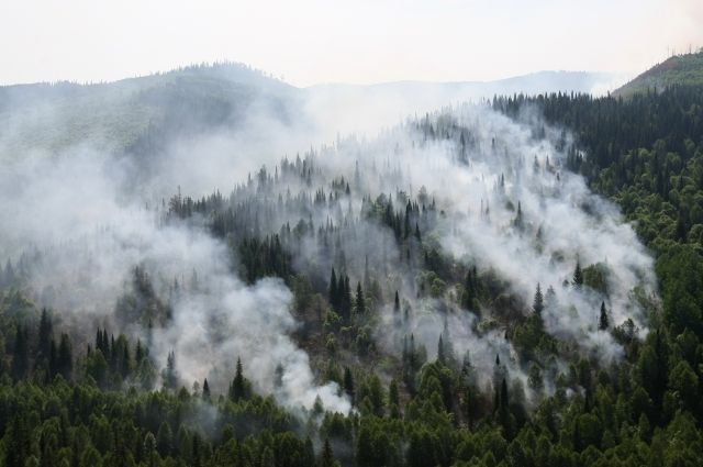 Лесные пожары в Сибири грозят глобальной экологической катастрофой