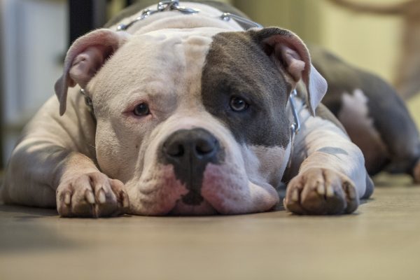 В Госдуме предложили запретить содержание в квартирах бойцовских собак