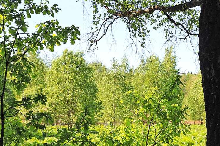 Законопроект о застройке лесов рекреационными объектами доработают