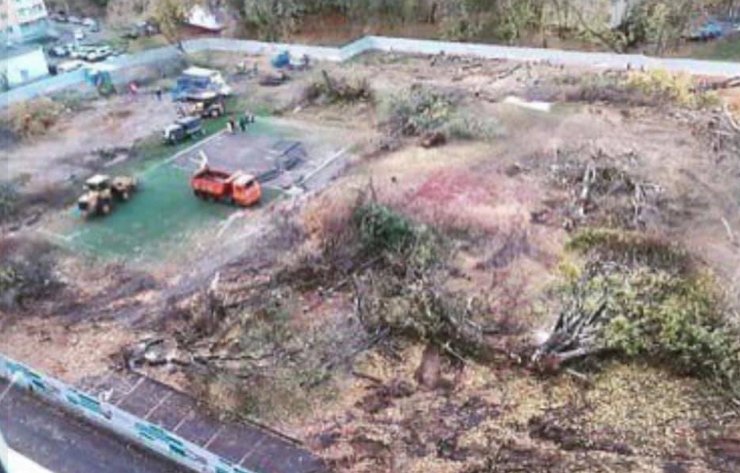 В одном из дворов района Черемушки ради стройки по реновации за 4 часа вырубили все деревья