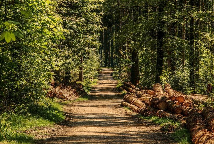 В Госдуме обсудят вопрос о частной собственности на леса