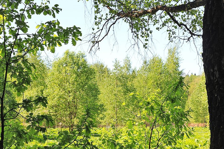 Жители Подмосковья предложили сделать свободными от застройки 1800 зеленых зон