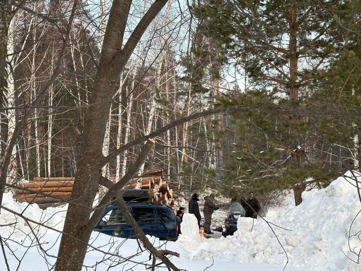 Мэрия Новосибирска разрешила застройщику снести 900 деревьев в сосновом бору