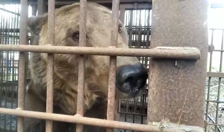 В Сочи собственники бросили сафари-парк вместе с животными