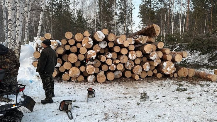В Новосибирске девелопер решил отстаивать застройку леса в Нижней Ельцовке