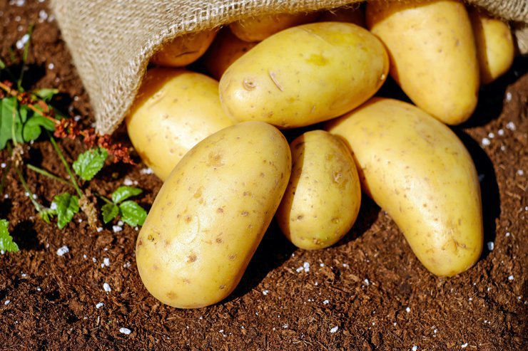 Кому грозит штраф за выращивание картофеля на даче, объяснили эксперты