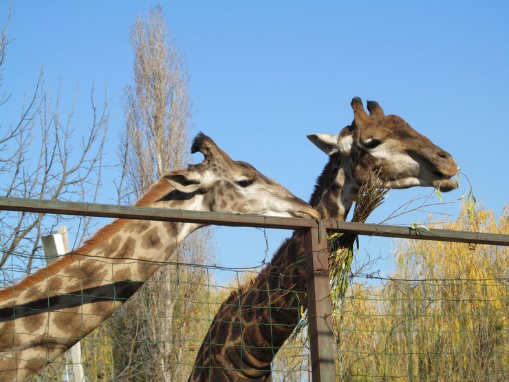 Сафари-парк в Краснодаре: что посмотреть и куда сходить. Официальный сайт и информация