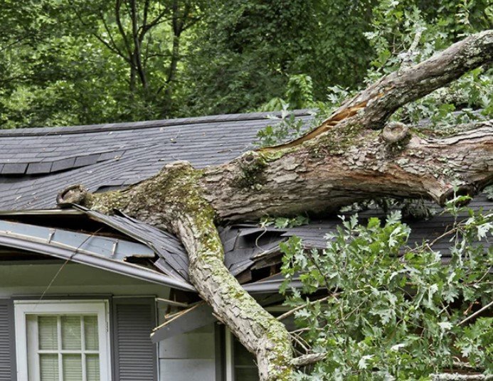 Риски прилесных участков