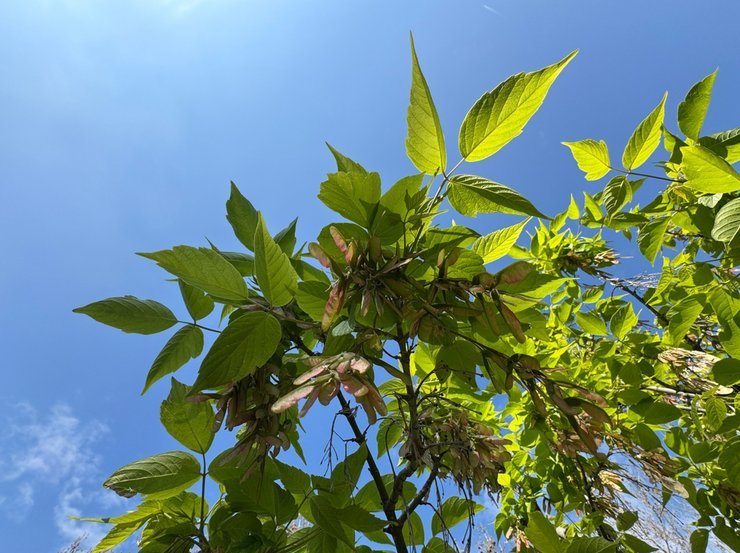 Дачников начнут штрафовать за американский клён на участке Дачников начнут штрафовать за американский клён на участке