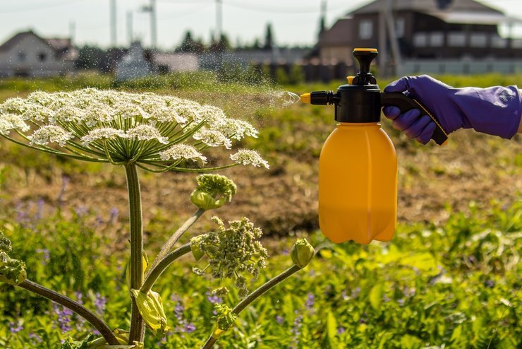 Земли, заросшие борщевиком, предложили раздавать бесплатно