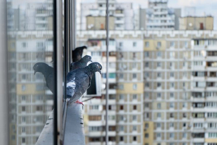 Жителей многоэтажек могут оштрафовать за прикармливание голубей