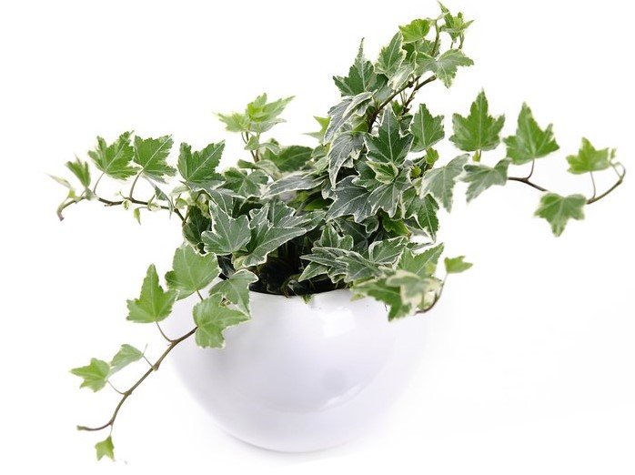 «фото полезных комнатных растений»