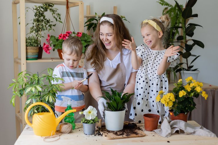 «фото полезных комнатных растений»