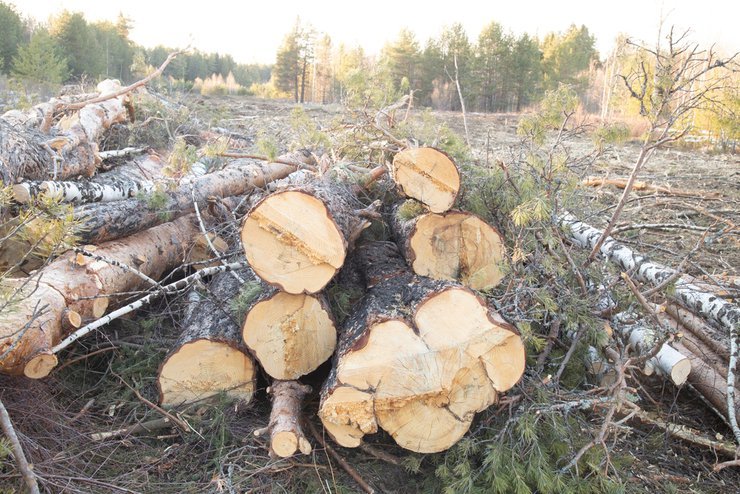 «как получить лес от государства бесплатно»