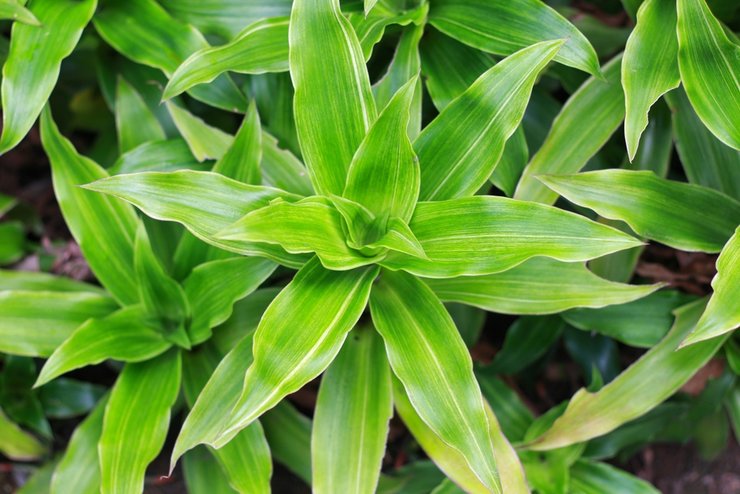 «фото полезных комнатных растений»