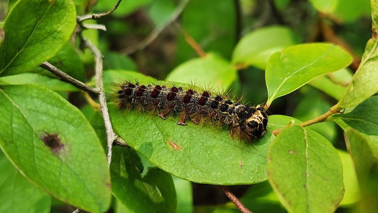 «непарный шелкопряд»