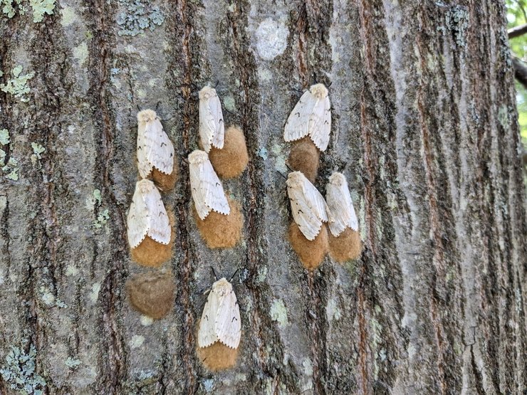 «чем питается непарный шелкопряд»