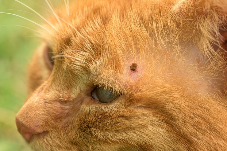 «парк и сквер, где можно подцепить клеща»