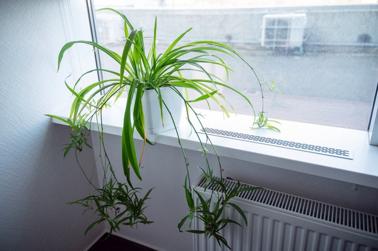 «фото комнатных цветов на подоконнике»