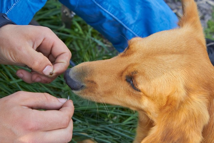 «парк и сквер, где можно подцепить клеща»