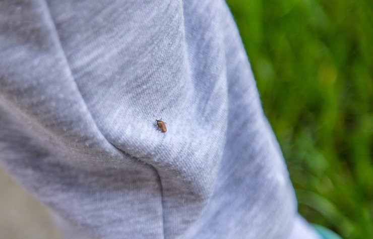 «опасные места на газонах и в лесопарках»