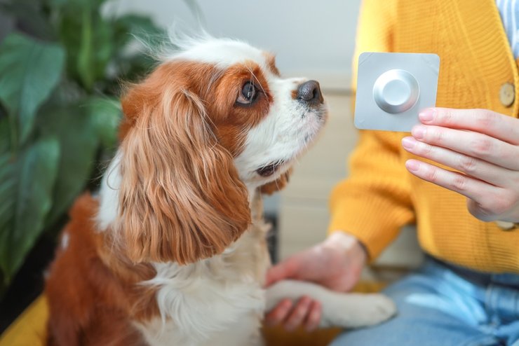 «как защитить питомца от клещей»
