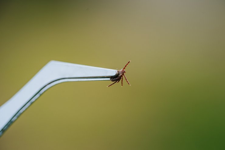 «что делать если укусил клещ»