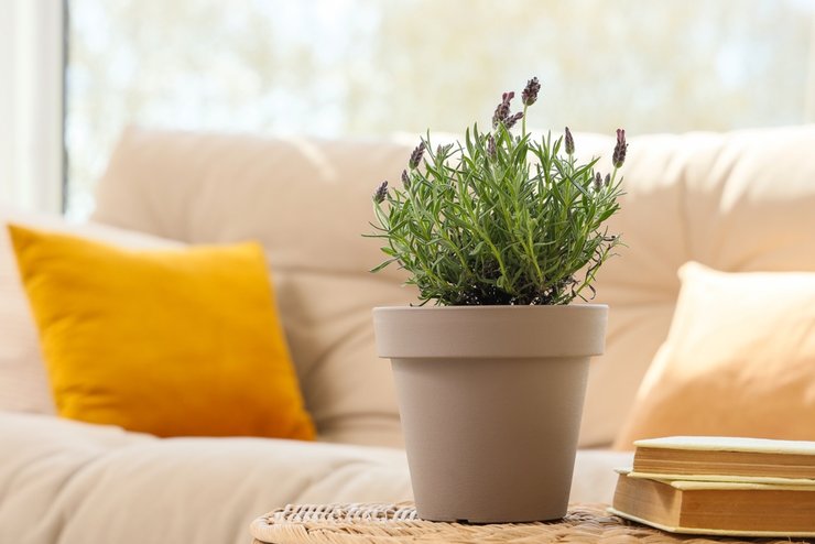 «фото полезных комнатных растений»