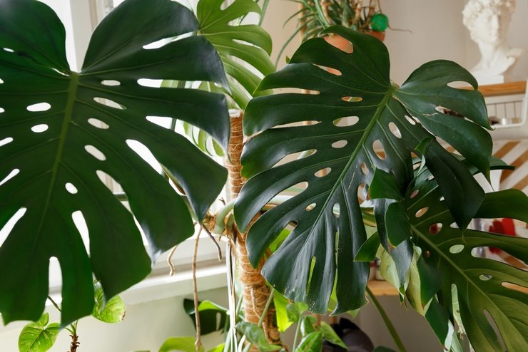 «фото комнатных цветов на подоконнике»