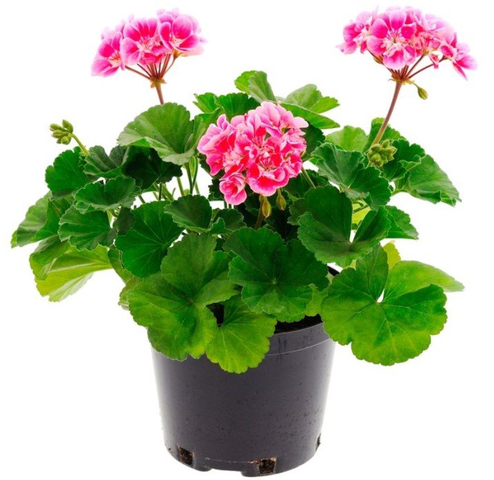 «фото полезных комнатных растений»