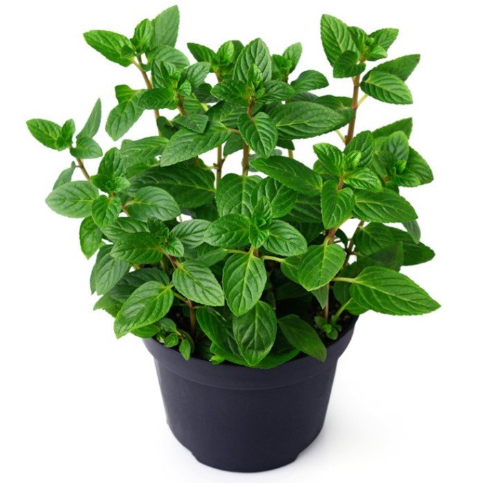 «фото полезных комнатных растений»