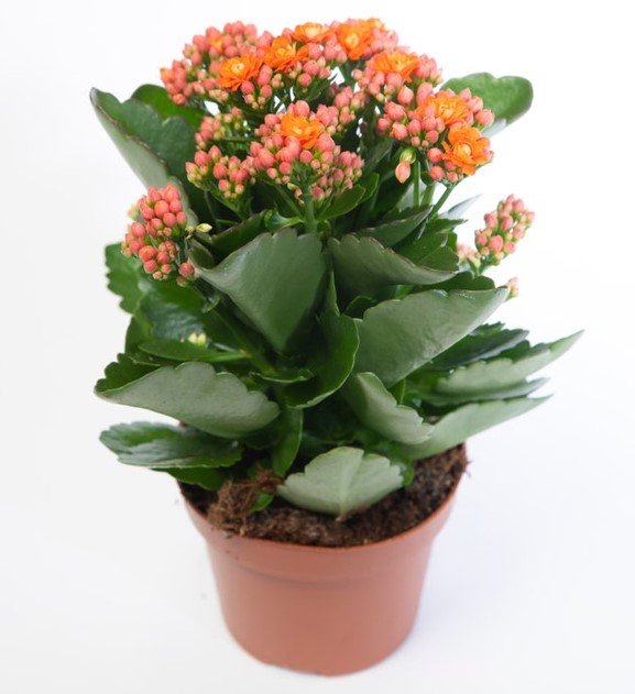 «фото полезных комнатных растений»