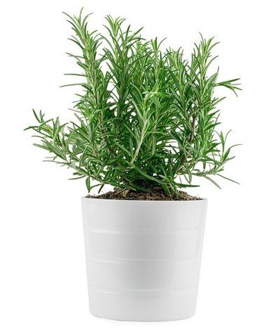 «фото полезных комнатных растений»