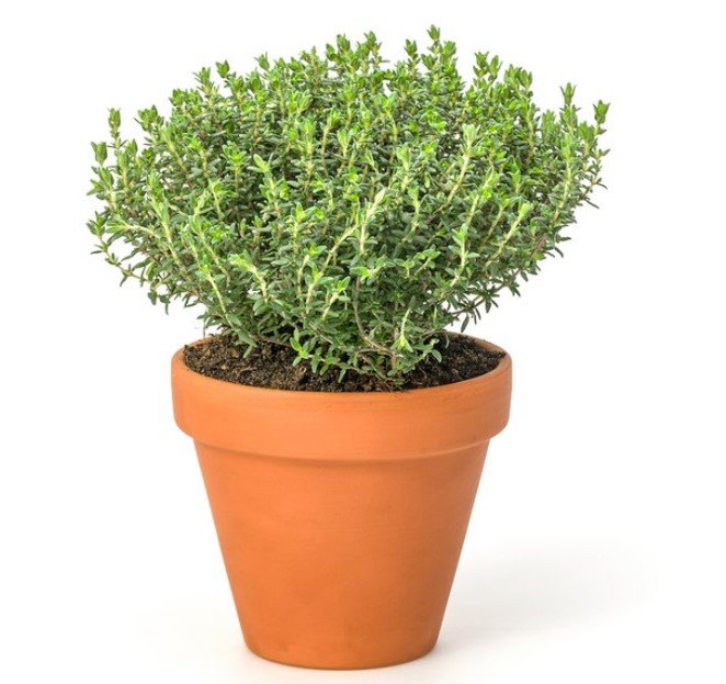 «фото полезных комнатных растений»